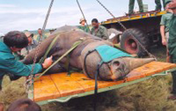 DSWF_20_Dundi_captured_Jan_2002_1.jpg